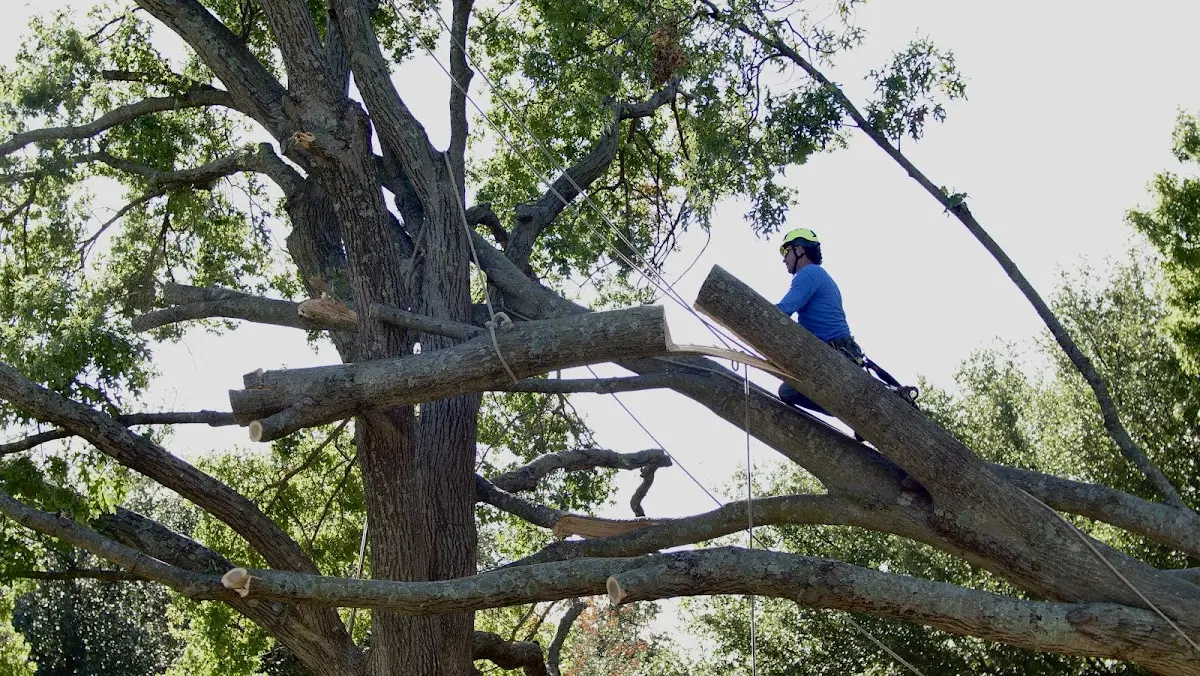 Professional Crown Thinning performed by certified arborists in Claypool