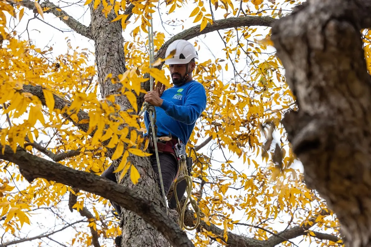 Skilled Tree Trimming crew working in Claypool